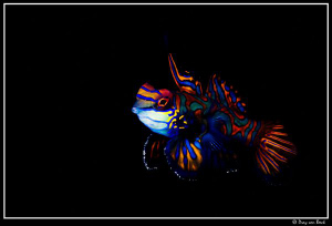 mandarine by Dray Van Beeck 